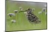 Great Snipe (Gallinago Media) Near the Prypiat River, Belarus, June 2009-Máté-Mounted Photographic Print