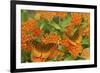 Great Spangled Fritillaries on Butterfly Milkweed, Reynolds Co. MO-Richard ans Susan Day-Framed Photographic Print