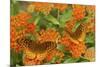 Great Spangled Fritillaries on Butterfly Milkweed, Reynolds Co. MO-Richard ans Susan Day-Mounted Photographic Print