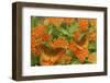 Great Spangled Fritillaries on Butterfly Milkweed, Reynolds Co. MO-Richard ans Susan Day-Framed Photographic Print