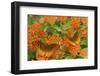 Great Spangled Fritillaries on Butterfly Milkweed, Reynolds Co. MO-Richard ans Susan Day-Framed Photographic Print