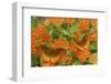 Great Spangled Fritillaries on Butterfly Milkweed, Reynolds Co. MO-Richard ans Susan Day-Framed Photographic Print