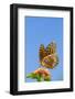 Great Spangled Fritillary Butterfly-Lynn M^ Stone-Framed Photographic Print