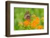 Great Spangled Fritillary on butterfly milkweed-Richard and Susan Day-Framed Photographic Print