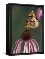 Great Spangled Fritillary on Pale Purple Coneflower-Adam Jones-Framed Stretched Canvas