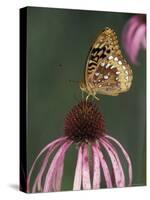 Great Spangled Fritillary on Pale Purple Coneflower-Adam Jones-Stretched Canvas