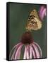 Great Spangled Fritillary on Pale Purple Coneflower-Adam Jones-Framed Stretched Canvas