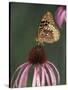 Great Spangled Fritillary on Pale Purple Coneflower-Adam Jones-Stretched Canvas