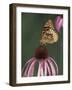 Great Spangled Fritillary on Pale Purple Coneflower-Adam Jones-Framed Photographic Print