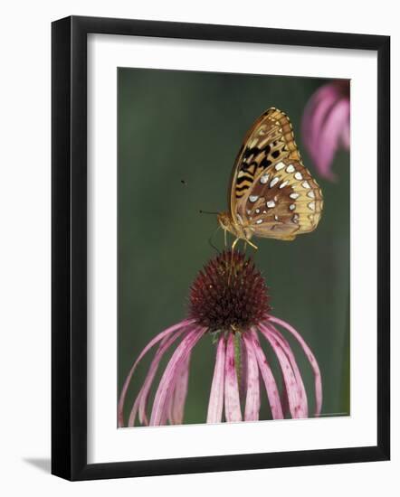 Great Spangled Fritillary on Pale Purple Coneflower-Adam Jones-Framed Photographic Print