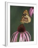 Great Spangled Fritillary on Pale Purple Coneflower-Adam Jones-Framed Photographic Print