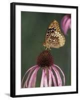 Great Spangled Fritillary on Pale Purple Coneflower-Adam Jones-Framed Photographic Print