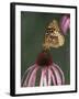 Great Spangled Fritillary on Pale Purple Coneflower-Adam Jones-Framed Photographic Print