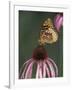 Great Spangled Fritillary on Pale Purple Coneflower-Adam Jones-Framed Photographic Print