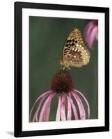 Great Spangled Fritillary on Pale Purple Coneflower-Adam Jones-Framed Photographic Print