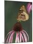 Great Spangled Fritillary on Pale Purple Coneflower-Adam Jones-Mounted Photographic Print