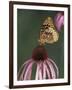 Great Spangled Fritillary on Pale Purple Coneflower-Adam Jones-Framed Photographic Print