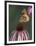 Great Spangled Fritillary on Pale Purple Coneflower-Adam Jones-Framed Photographic Print