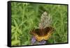 Great Spangled Fritillary on Prairie Blazing Star, Stephen A. Forbes State Park, Illinois-Richard & Susan Day-Framed Stretched Canvas