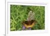 Great Spangled Fritillary on Prairie Blazing Star, Stephen A. Forbes State Park, Illinois-Richard & Susan Day-Framed Premium Photographic Print