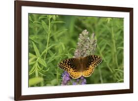 Great Spangled Fritillary on Prairie Blazing Star, Stephen A. Forbes State Park, Illinois-Richard & Susan Day-Framed Premium Photographic Print