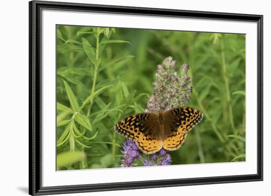 Great Spangled Fritillary on Prairie Blazing Star, Stephen A. Forbes State Park, Illinois-Richard & Susan Day-Framed Premium Photographic Print