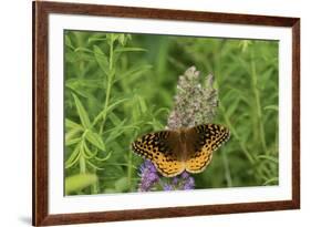 Great Spangled Fritillary on Prairie Blazing Star, Stephen A. Forbes State Park, Illinois-Richard & Susan Day-Framed Premium Photographic Print