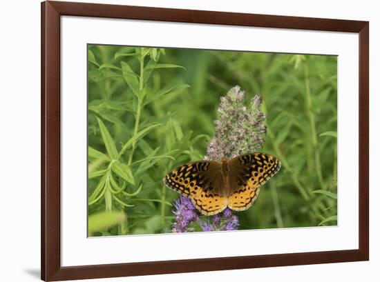 Great Spangled Fritillary on Prairie Blazing Star, Stephen A. Forbes State Park, Illinois-Richard & Susan Day-Framed Premium Photographic Print