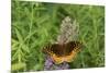 Great Spangled Fritillary on Prairie Blazing Star, Stephen A. Forbes State Park, Illinois-Richard & Susan Day-Mounted Premium Photographic Print