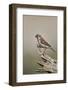 Great sparrow (Passer motitensis), female, Kgalagadi Transfrontier Park, South Africa, Africa-James Hager-Framed Photographic Print
