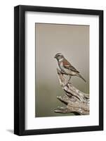 Great sparrow (Passer motitensis), female, Kgalagadi Transfrontier Park, South Africa, Africa-James Hager-Framed Photographic Print