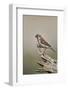 Great sparrow (Passer motitensis), female, Kgalagadi Transfrontier Park, South Africa, Africa-James Hager-Framed Photographic Print