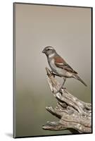 Great sparrow (Passer motitensis), female, Kgalagadi Transfrontier Park, South Africa, Africa-James Hager-Mounted Photographic Print