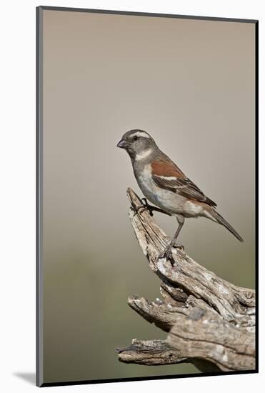 Great sparrow (Passer motitensis), female, Kgalagadi Transfrontier Park, South Africa, Africa-James Hager-Mounted Photographic Print