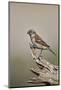 Great sparrow (Passer motitensis), female, Kgalagadi Transfrontier Park, South Africa, Africa-James Hager-Mounted Photographic Print