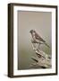 Great sparrow (Passer motitensis), female, Kgalagadi Transfrontier Park, South Africa, Africa-James Hager-Framed Photographic Print