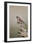 Great sparrow (Passer motitensis), female, Kgalagadi Transfrontier Park, South Africa, Africa-James Hager-Framed Photographic Print