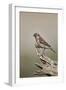 Great sparrow (Passer motitensis), female, Kgalagadi Transfrontier Park, South Africa, Africa-James Hager-Framed Photographic Print