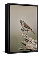 Great sparrow (Passer motitensis), female, Kgalagadi Transfrontier Park, South Africa, Africa-James Hager-Framed Stretched Canvas