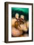 Great Spider Crab (Hyas Araneus) on Deadman's Fingers (Alcyonium Digitatum) Coral, Scotland, UK-Alex Mustard-Framed Photographic Print