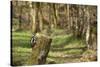 Great Spotted Woodpecker (Dendrocopos Major) in Woodland Setting. Scotland, UK, February-Mark Hamblin-Stretched Canvas