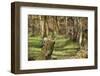 Great Spotted Woodpecker (Dendrocopos Major) in Woodland Setting. Scotland, UK, February-Mark Hamblin-Framed Photographic Print