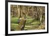 Great Spotted Woodpecker (Dendrocopos Major) in Woodland Setting. Scotland, UK, February-Mark Hamblin-Framed Photographic Print