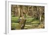 Great Spotted Woodpecker (Dendrocopos Major) in Woodland Setting. Scotland, UK, February-Mark Hamblin-Framed Photographic Print