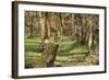 Great Spotted Woodpecker (Dendrocopos Major) in Woodland Setting. Scotland, UK, February-Mark Hamblin-Framed Photographic Print