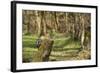 Great Spotted Woodpecker (Dendrocopos Major) in Woodland Setting. Scotland, UK, February-Mark Hamblin-Framed Photographic Print