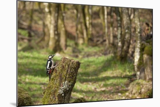 Great Spotted Woodpecker (Dendrocopos Major) in Woodland Setting. Scotland, UK, February-Mark Hamblin-Mounted Photographic Print
