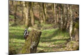 Great Spotted Woodpecker (Dendrocopos Major) in Woodland Setting. Scotland, UK, February-Mark Hamblin-Mounted Photographic Print