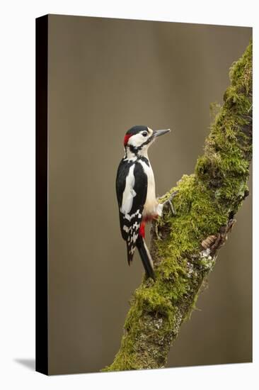 Great Spotted Woodpecker (Dendrocopos Major). Scotland, UK, February-Mark Hamblin-Stretched Canvas