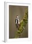 Great Spotted Woodpecker (Dendrocopos Major). Scotland, UK, February-Mark Hamblin-Framed Photographic Print